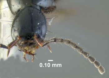 Media type: image;   Entomology 601698 Aspect: head frontal view